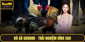 Đá gà GOOD88